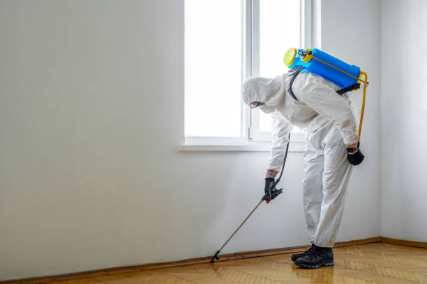 Best Rat Extermination Near Me  in Hayden, ID